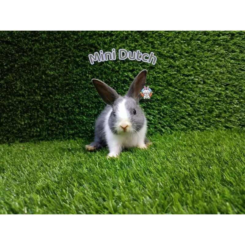 rabbit dutch kelinci hias surabaya mini dutch Abu" Blue Murah