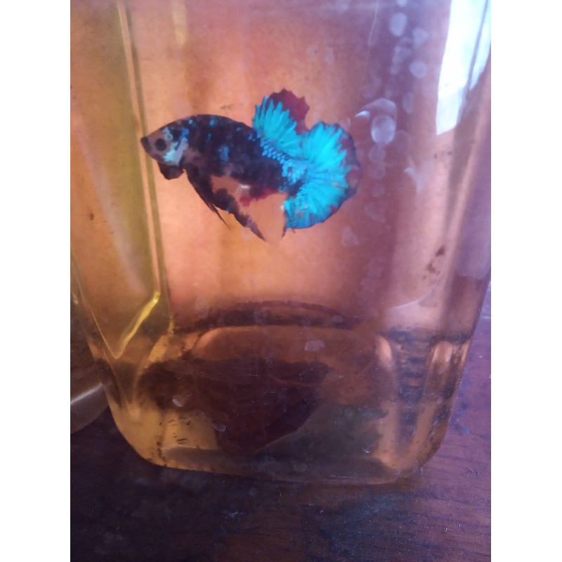 ikan cupang nemo avatar