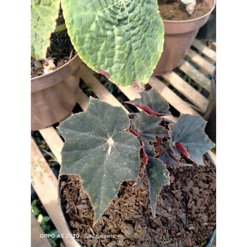 begonia black Velvet / begonia hitam