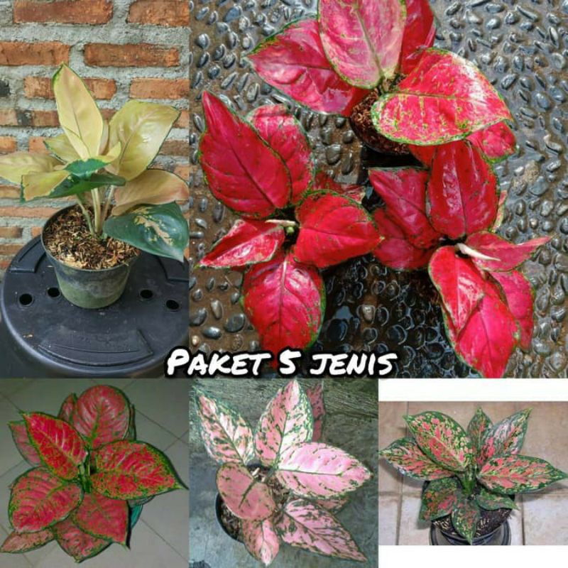 bunga Aglonema paket 5 jenis