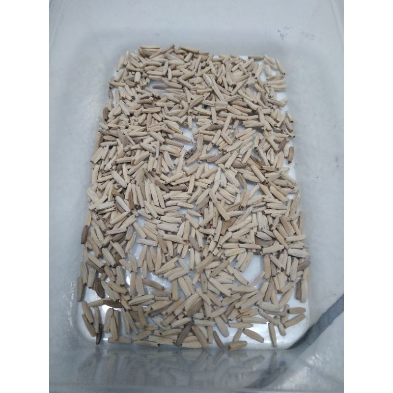 25 BIJI adenium CABSER(cabang seribu)