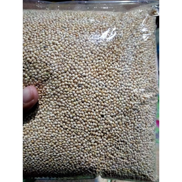 PAKAN BURUNG LOVEBIRD KENARI MILET PUTIH