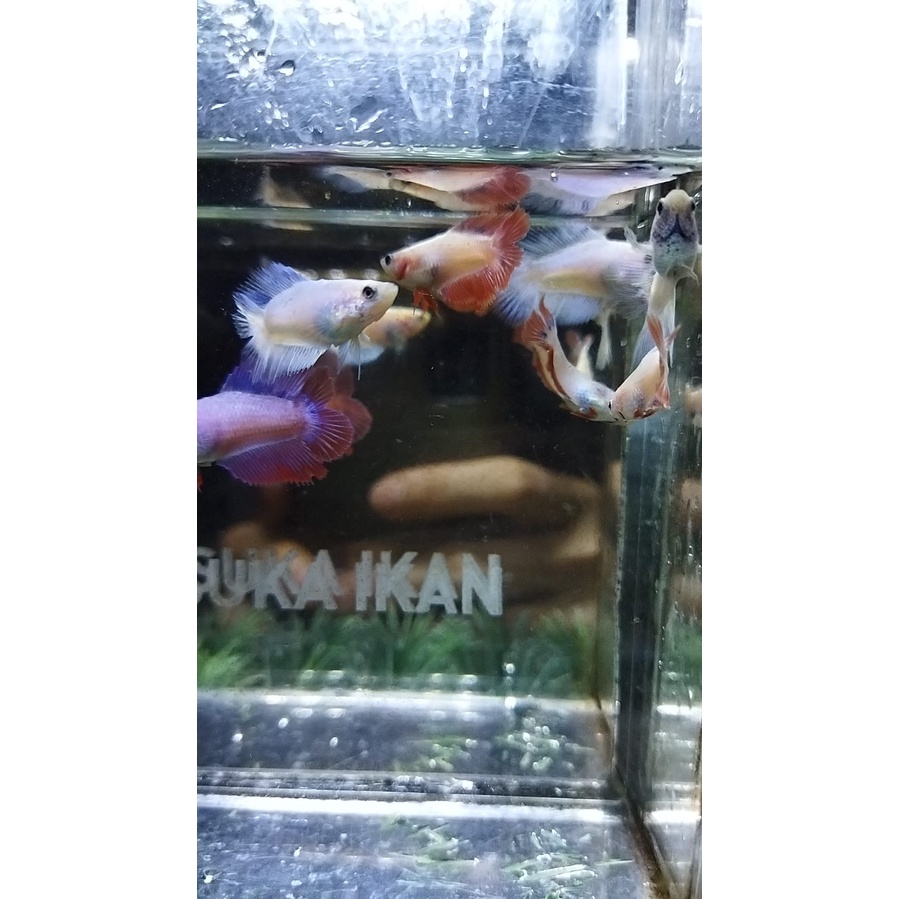 CUPANG HMDT MASCOT /1EKOR RANDOM 100%REALPICT (DTHMR)