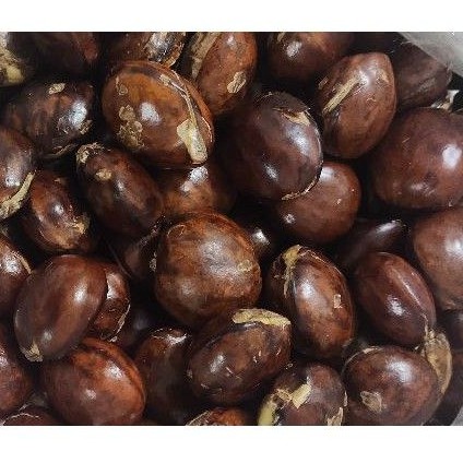 

Jengkol Tua super 1kg