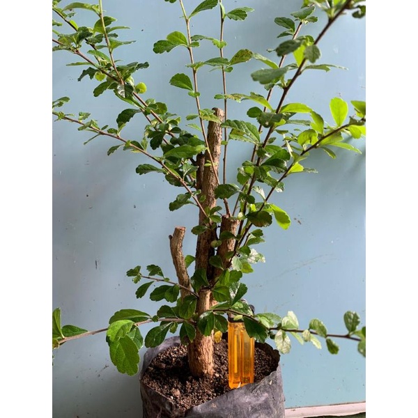 Bahan bonsai tanaman pohon hokianti/hokiantia berkarakter