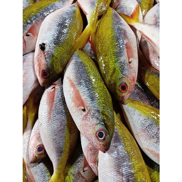 

Ikan Timun /Ekor Kuning Fresh