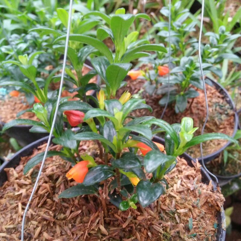 tanaman hias bunga gantung lipstik orange