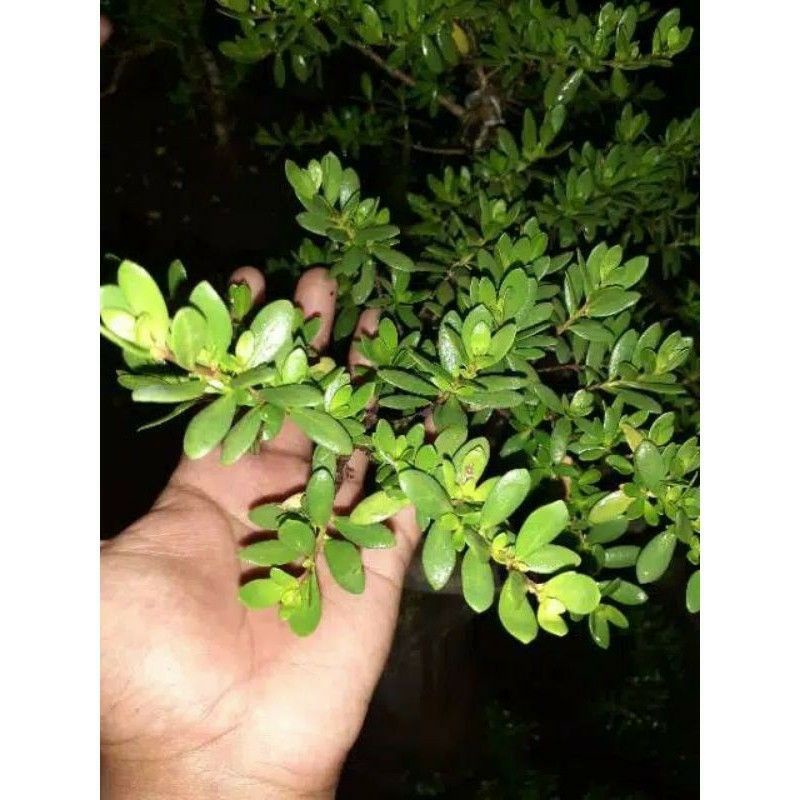 bibit bonsai santigi mawar super/semai biji murah