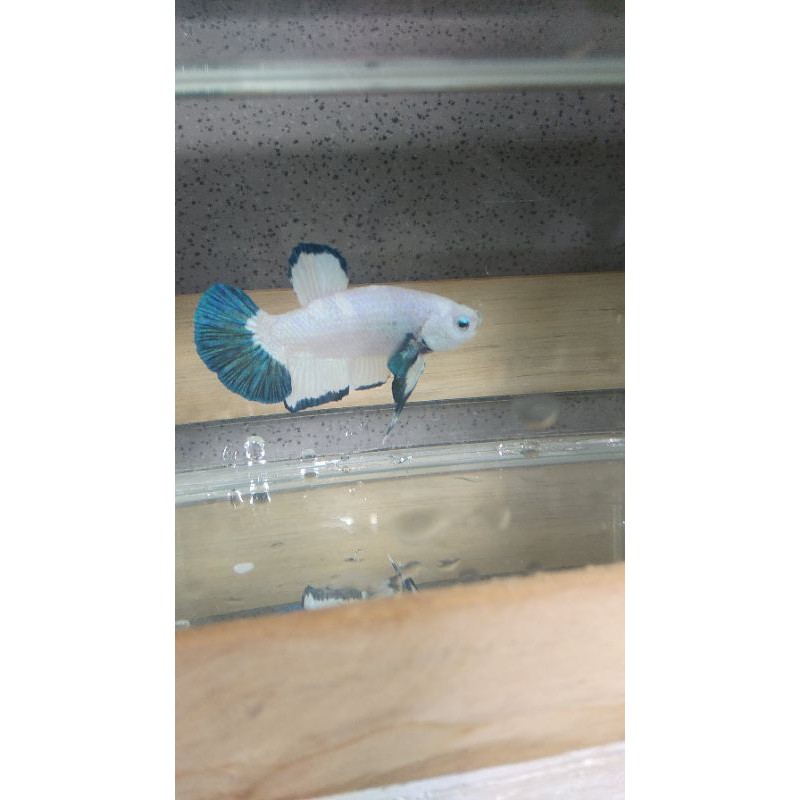 ikan cupang jenis blue rim