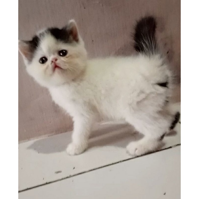 Kucing Peaknose Exotic ShortHair Betina Black Van Lucu