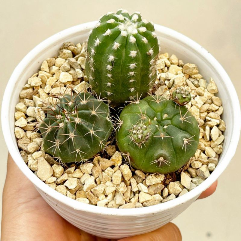 Paket Kaktus Inermis Melocactus Damsii Purple Pot Tawon MeTan &amp; Batu Hias