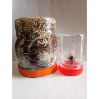 Paket Ternak Bibit Kroto 4 Toples Bibit Kroto Dan 1 Ratu Produktif