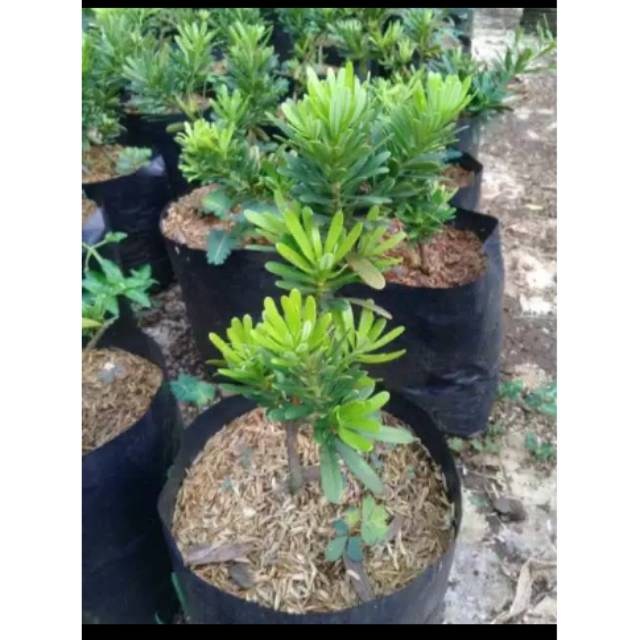Tanaman pohon lohansung cincuan bahan bonsai / bibit bonsay lohansung cincuan