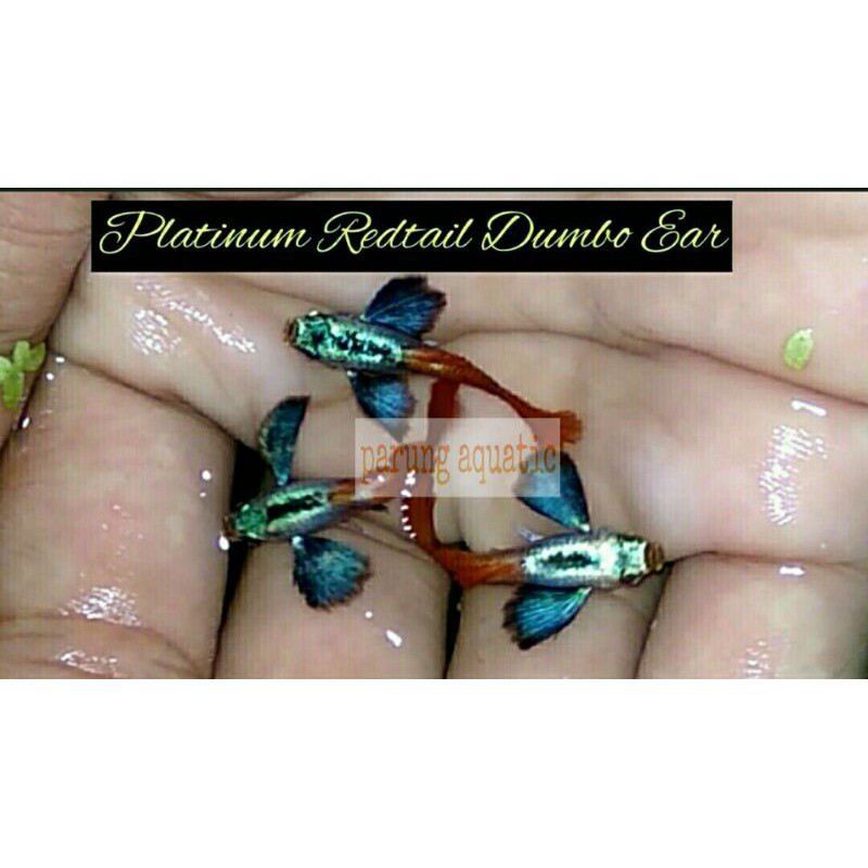 ikan guppy Platinum Red Tail Big Ear pasangan