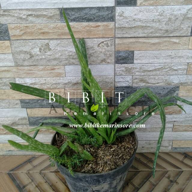 Bibit Lidah Buaya Jumbo/ Bibit Aloevera Giant