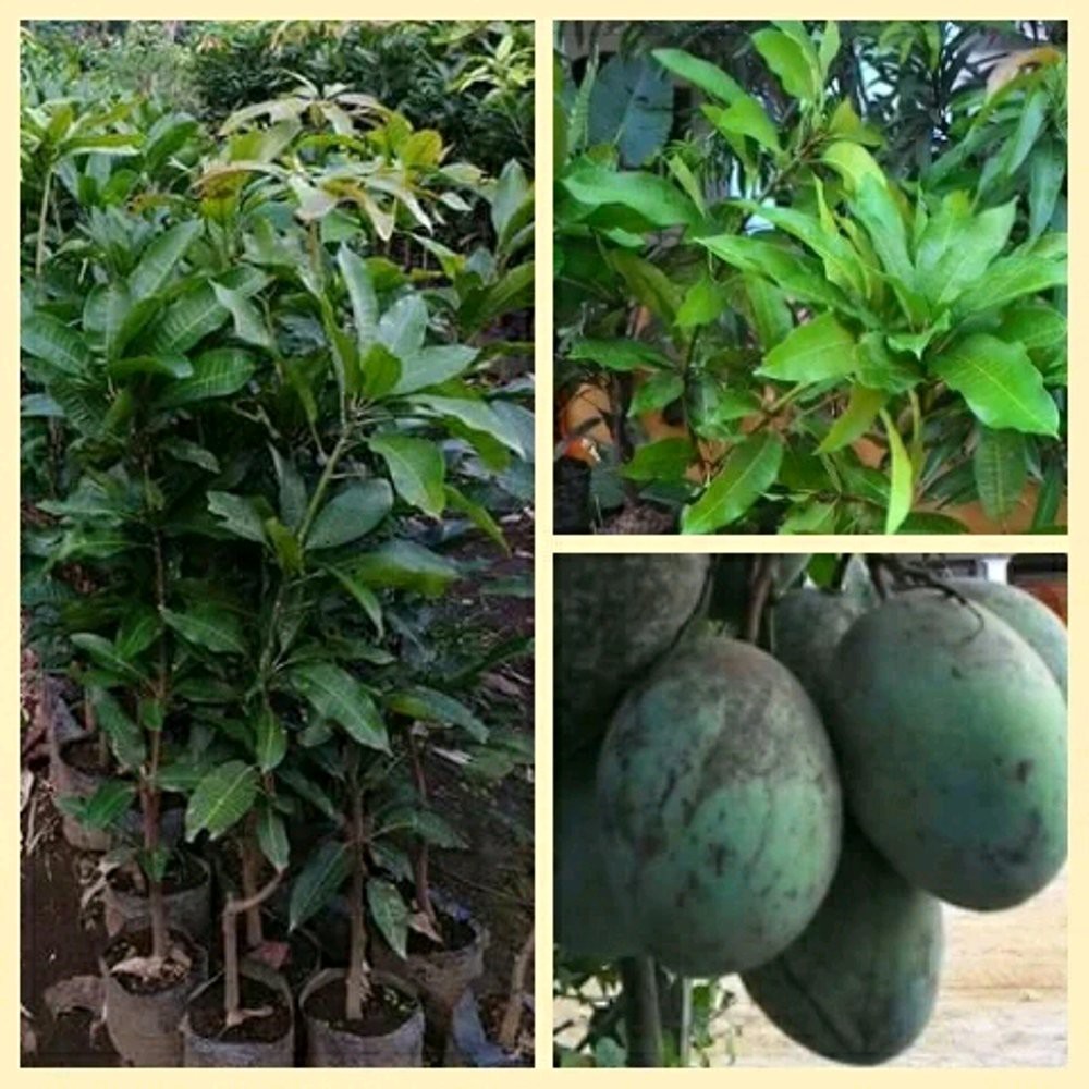 Bibit Mangga Manalagi