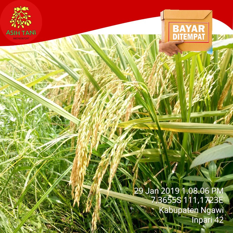 Benih Bibit Padi Unggul Inpari 42 Berkualitas
