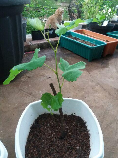 Tanaman Anggur Merah