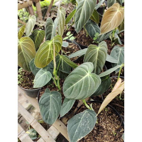 Bunga Melano daun 6-7