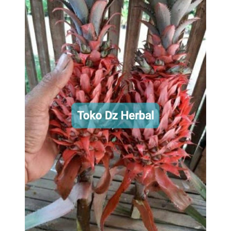 

Ready stok 500 gram buah nanas merah nanas muda nanas hutan segar petik langsung fresh