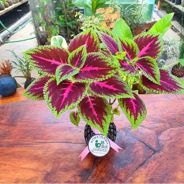 TANAMAN HIAS PENGHIAS RUMAH Kokedama Coleus Plectranthus scutellarioides