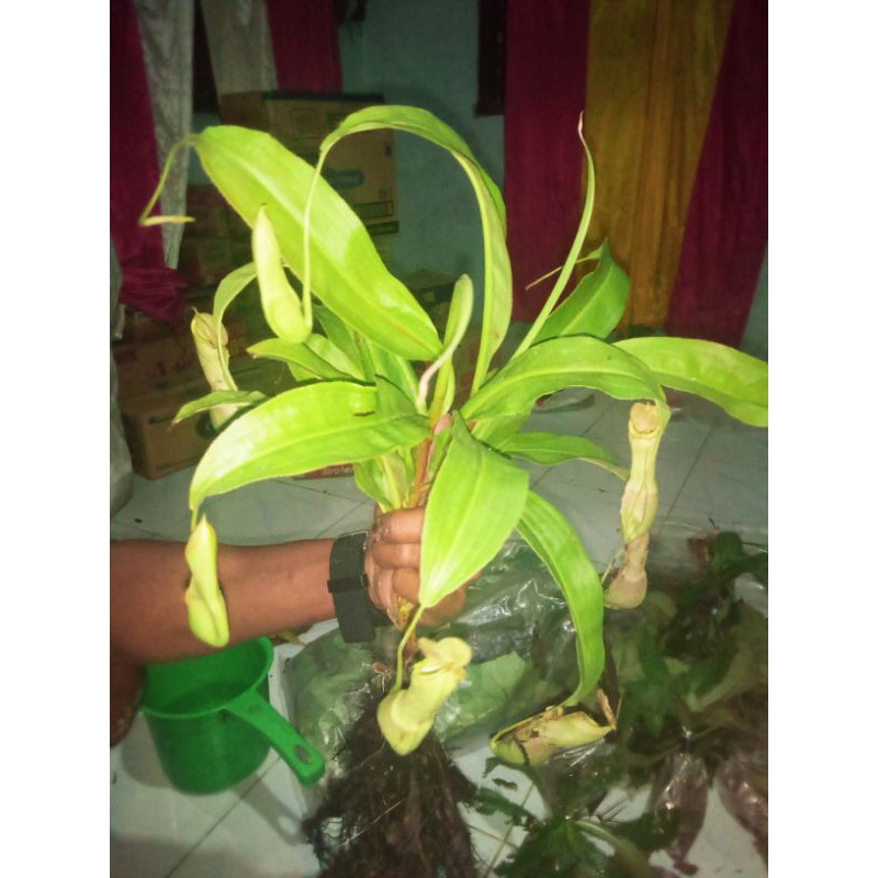 angrek kantung semar