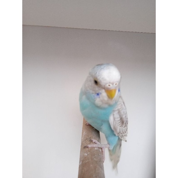 Burung Parkit Lokal warna cantik Bermutasi Spangle,warna Skyblue Betina pemakan biji-bijian