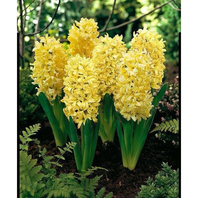 Umbi hyacinth import