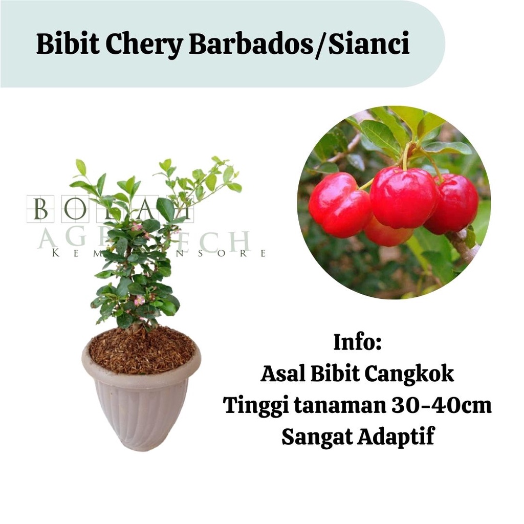 Bibit Cherry Barbados/Sianci Cangkok Cepat Berbuah