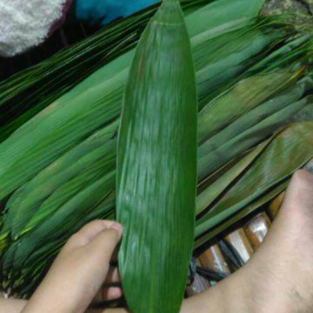 

Sedia Readyy Daun bambu lebar besar panjang 200 lembar segar siap petik