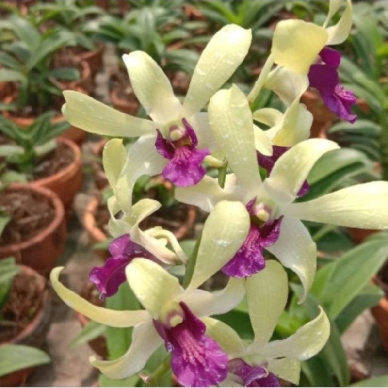 anggrek uthai white rimbun