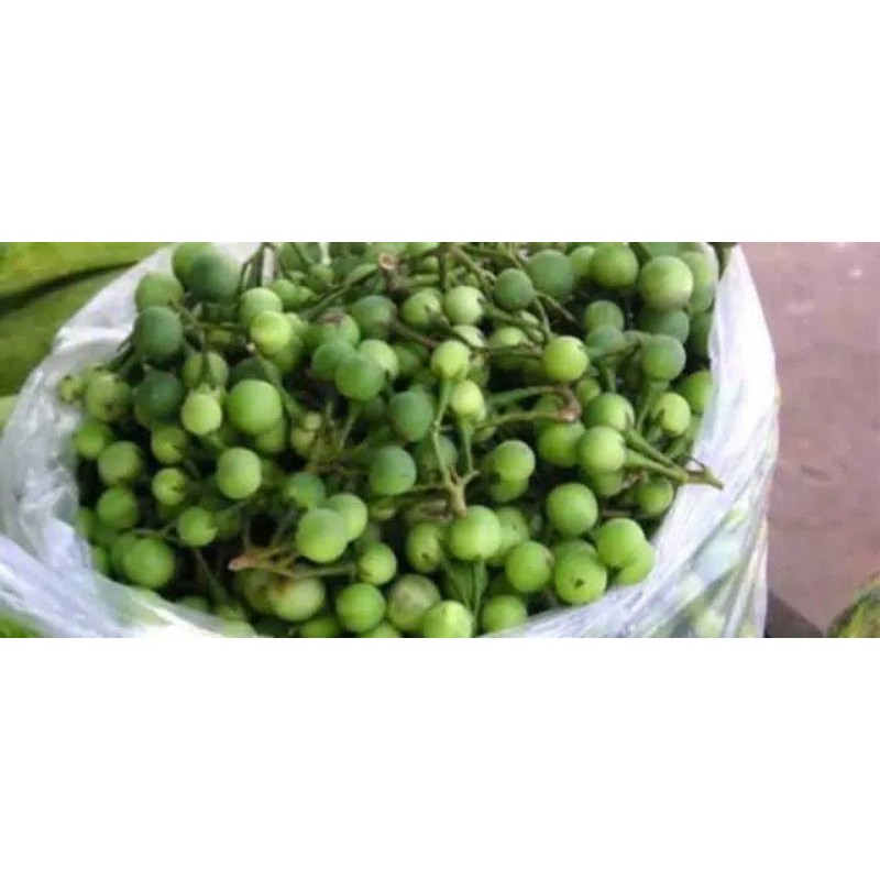 

buah tekokak berat 500 gram