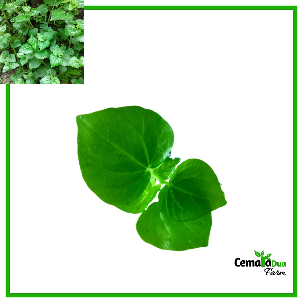 

Tanaman Sirih Cina Daun Ketumpang Air Suruhan