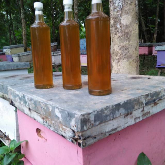 

Madu 100 % murni premium bunga randu 600 ml