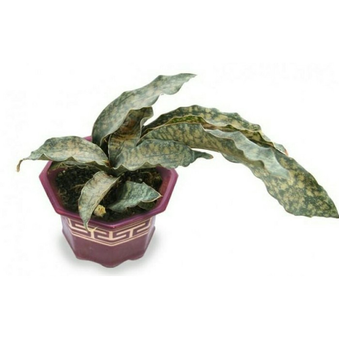 sansevieria kirkii brown