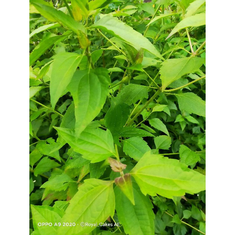 

daun balacida (serunen,wedusan)