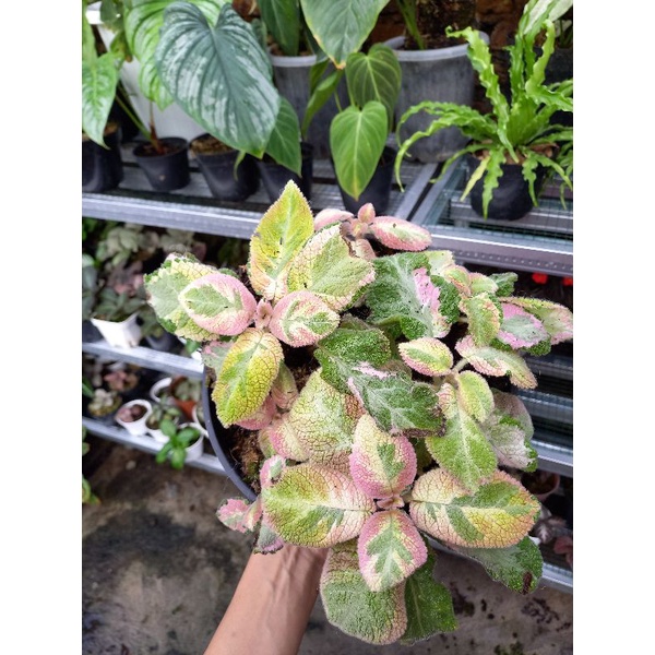 Episcia Picasso