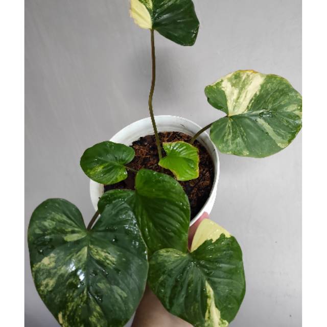 Homalomena Rubescens varigata