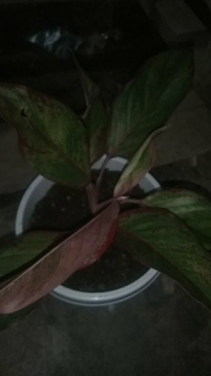 Aglaonema Lipstick Tanaman Hias