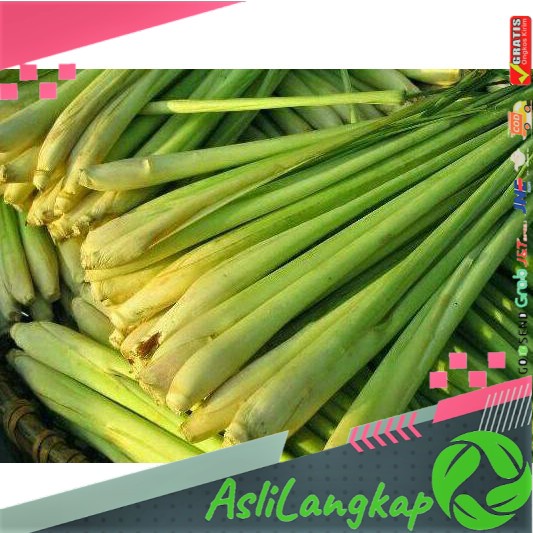 

500 GRAM SERAI / SEREH BUMBU / HERBAL SEGAR TANAMAN HERBAL PENGIRIMAN CEPAT