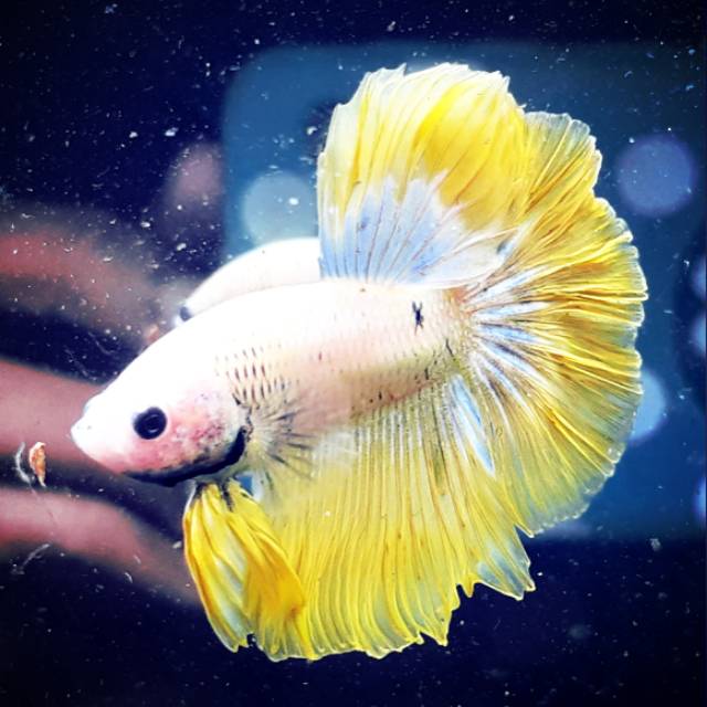 

IKAN CUPANG HIAS HALFMON YELOW