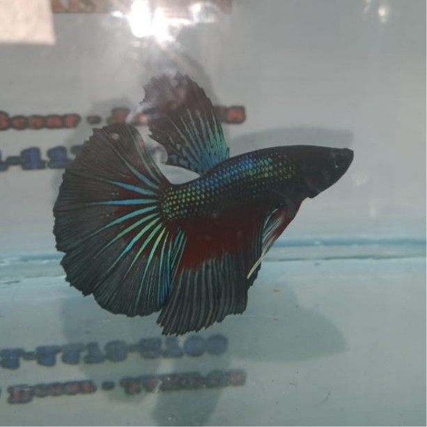 IKAN CUPANG HALFMOON HITAM - SESUAI GAMBAR - HALFMOON HITAM - CUPANG HITAM