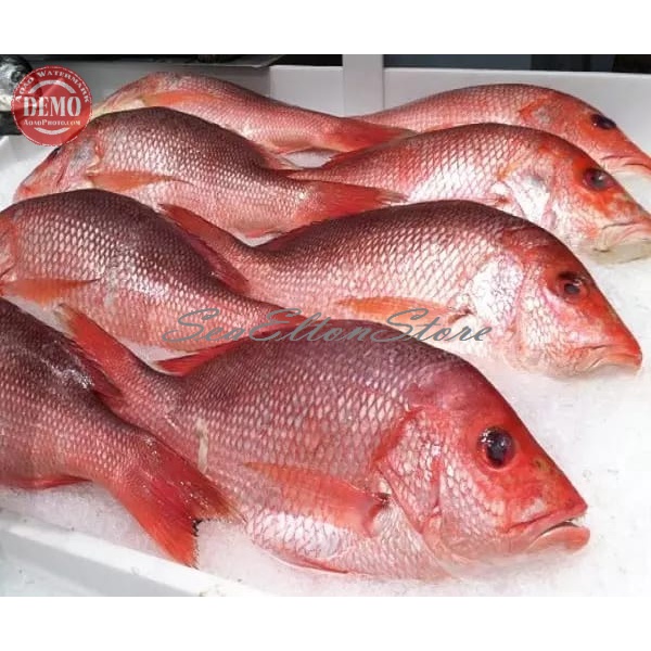 

IKAN KAKAP SEGAR KAKAP MERAH Ikan Laut Segar