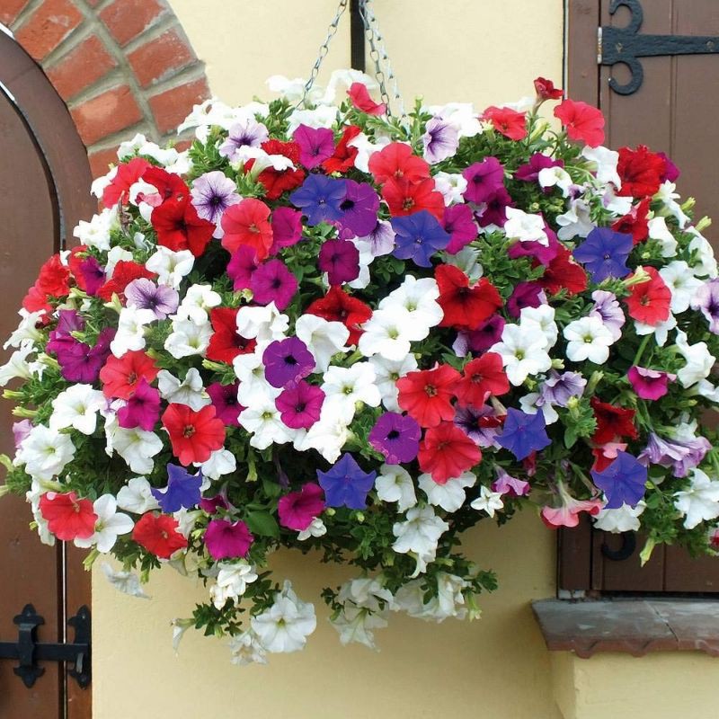 5 Biji Benih Bibit Bunga Langka Petunia Colorful Termurah Mudah Hidup Warna Menarik Mudah Hidup-1