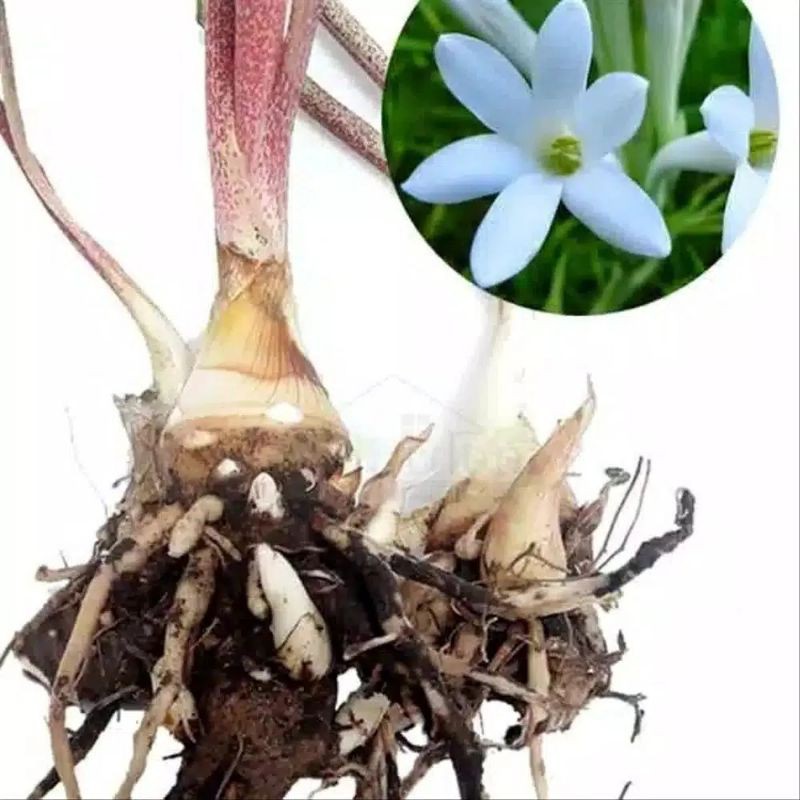 umbi sedap malam/bunga sedap malam/bibit sedap malam