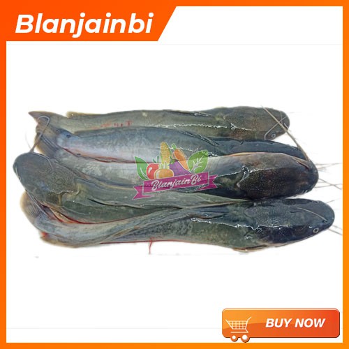 

Ikan Lele Bandung Area