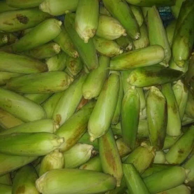 

Promo jagung 1kg