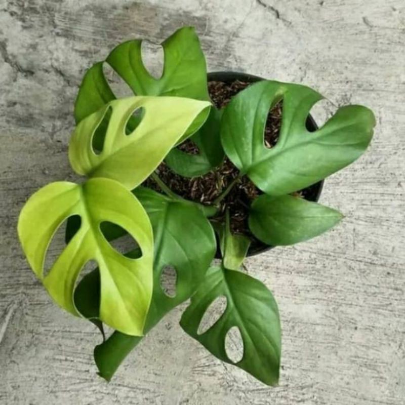 Tanaman Hias Philodendron Monstera Rhapidopora/Rhapidopora pertusa/Monstera
