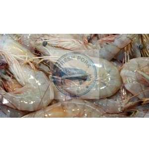 

Udang Peci Jerubung Segar Uk.Besar - Medium Peci Jerubung Shrimp