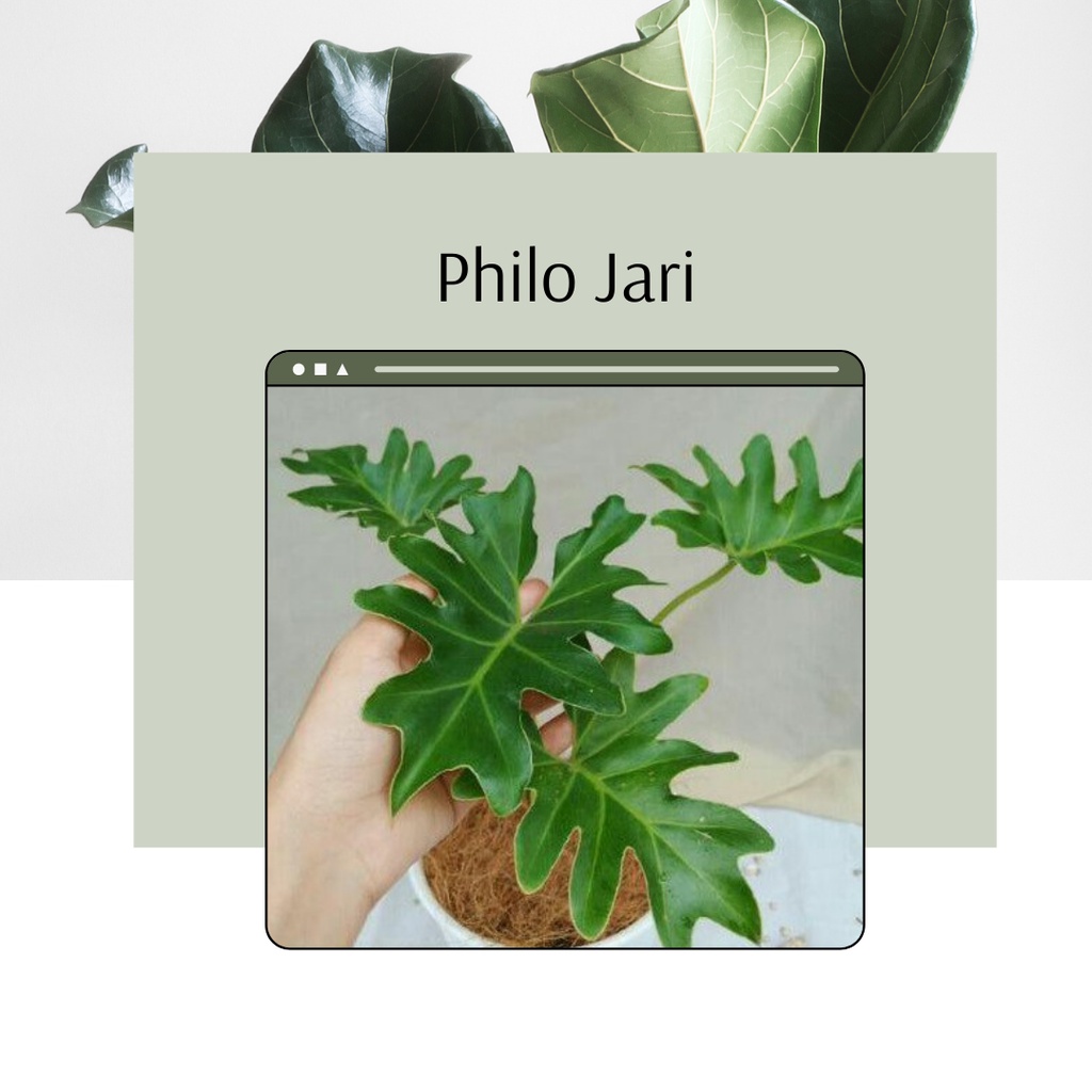 Tanaman Hias Philo Jari Bibit Bunga Philo Jari Philo Jari Murah